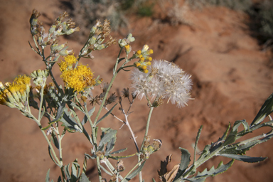 APII jpeg image of Senecio lanibracteus  © contact APII