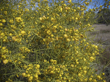 APII jpeg image of Senna artemisioides  © contact APII