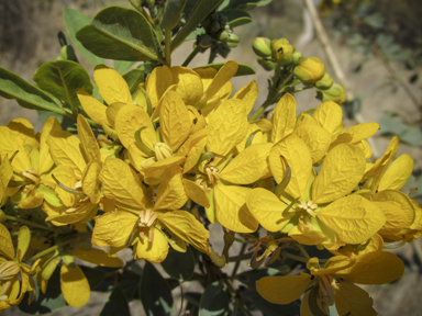 APII jpeg image of Senna artemisioides subsp. oligophylla  © contact APII