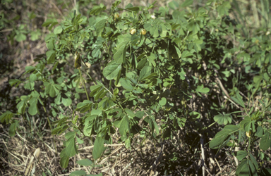 APII jpeg image of Senna obtusifolia  © contact APII