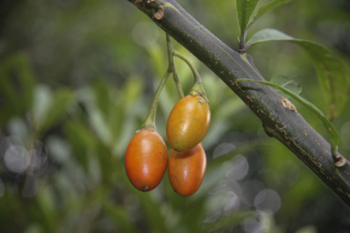 APII jpeg image of Solanum aviculare  © contact APII