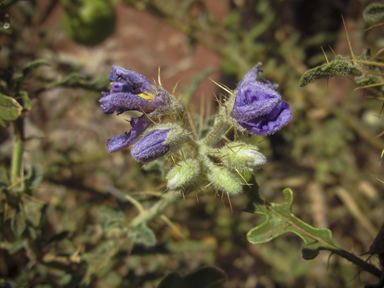 APII jpeg image of Solanum diversiflorum  © contact APII