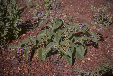 APII jpeg image of Solanum lucani  © contact APII