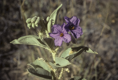 APII jpeg image of Solanum phlomoides  © contact APII