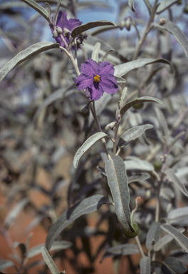 APII jpeg image of Solanum sturtianum  © contact APII