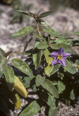 APII jpeg image of Solanum tetrathecum  © contact APII