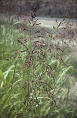 APII jpeg image of Sorghum halepense  © contact APII