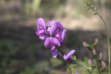 APII jpeg image of Swainsona galegifolia  © contact APII