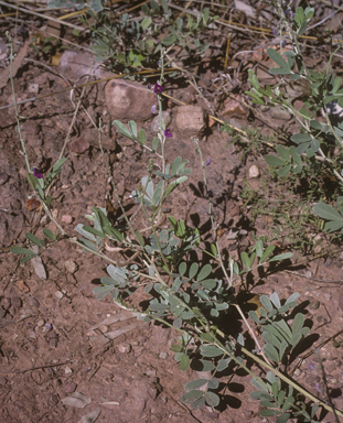 APII jpeg image of Tephrosia rosea  © contact APII