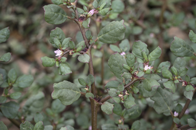 APII jpeg image of Trianthema portulacastrum  © contact APII