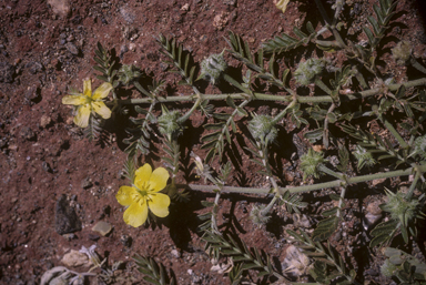 APII jpeg image of Tribulus terrestris  © contact APII