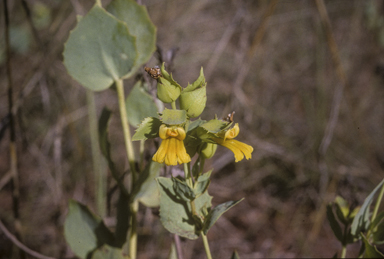 APII jpeg image of Goodenia panduriformis  © contact APII