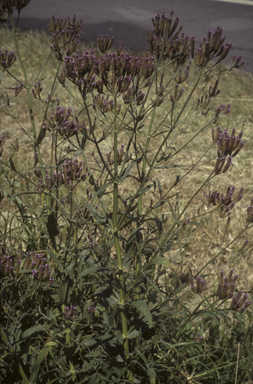 APII jpeg image of Verbena bonariensis  © contact APII