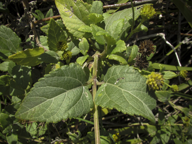 APII jpeg image of Wollastonia biflora  © contact APII