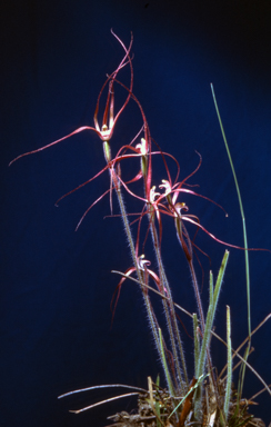 APII jpeg image of Caladenia filamentosa  © contact APII