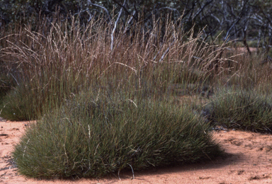 APII jpeg image of Triodia scariosa  © contact APII