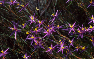 APII jpeg image of Calectasia cyanea  © contact APII