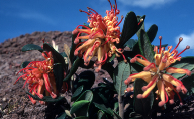 APII jpeg image of Grevillea victoriae  © contact APII