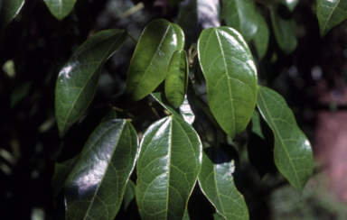 APII jpeg image of Hernandia bivalvis  © contact APII