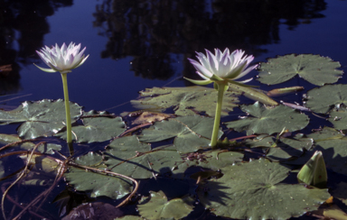 APII jpeg image of Nymphaea violacea  © contact APII