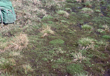 APII jpeg image of Ranunculus millanii  © contact APII