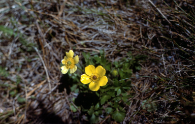 APII jpeg image of Ranunculus graniticolus  © contact APII