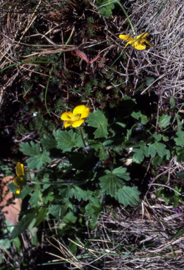 APII jpeg image of Ranunculus sp.  © contact APII