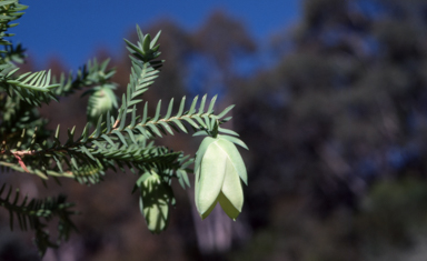 APII jpeg image of Darwinia carnea  © contact APII