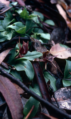 APII jpeg image of Chiloglottis  © contact APII