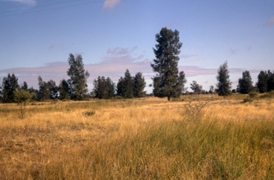APII jpeg image of Casuarina cristata  © contact APII