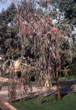 APII jpeg image of Eucalyptus caesia  © contact APII