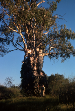 APII jpeg image of Eucalyptus camaldulensis  © contact APII