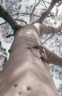 APII jpeg image of Corymbia citriodora  © contact APII