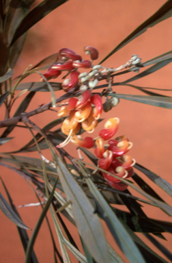 APII jpeg image of Grevillea refracta  © contact APII