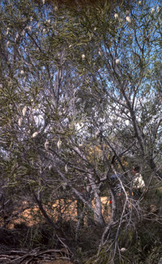 APII jpeg image of Xylomelum angustifolium  © contact APII