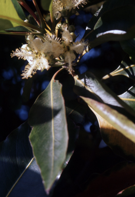 APII jpeg image of Lophostemon confertus  © contact APII