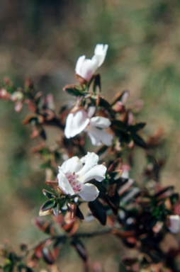 APII jpeg image of Prostanthera phylicifolia  © contact APII