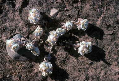 APII jpeg image of Actinobole uliginosum  © contact APII