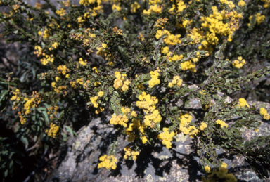 APII jpeg image of Acacia costiniata  © contact APII