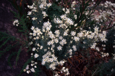 APII jpeg image of Actinotus helianthi  © contact APII