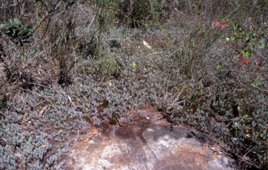APII jpeg image of Darwinia glaucophylla  © contact APII