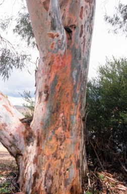 APII jpeg image of Eucalyptus mannifera  © contact APII