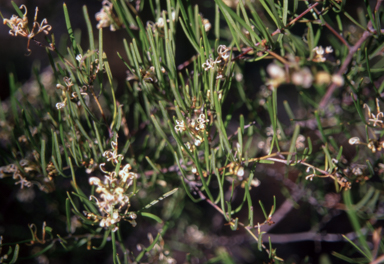 APII jpeg image of Grevillea parviflora subsp. supplicans  © contact APII