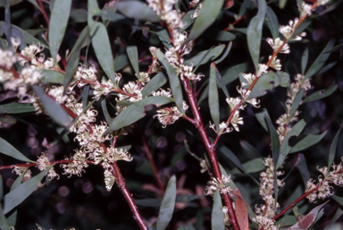 APII jpeg image of Hakea salicifolia  © contact APII