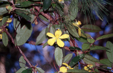 APII jpeg image of Hibbertia dentata  © contact APII
