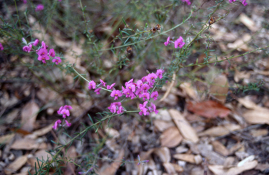 APII jpeg image of Hovea linearis  © contact APII