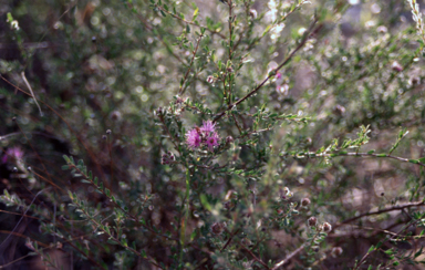 APII jpeg image of Kunzea capitata  © contact APII