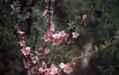 APII jpeg image of Leptospermum squarrosum  © contact APII