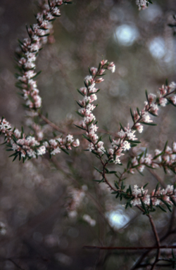 APII jpeg image of Leucopogon ericoides  © contact APII