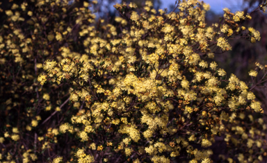 APII jpeg image of Phebalium squamulosum  © contact APII